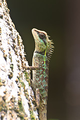 Image showing Green crested lizard