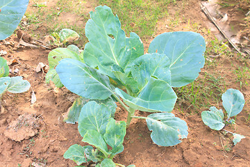 Image showing Chinese kale vegetable in garden 