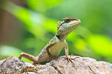 Image showing Green crested lizard