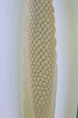 Image showing close up flower of  Elephant ear
