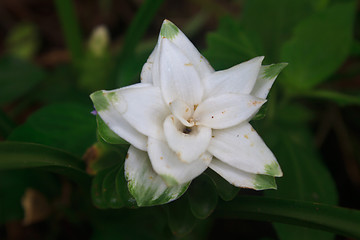 Image showing White Siam Tulip flower