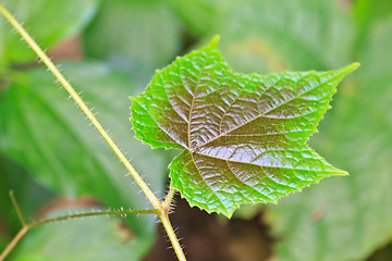 Image showing Texture of a green leaf as background 