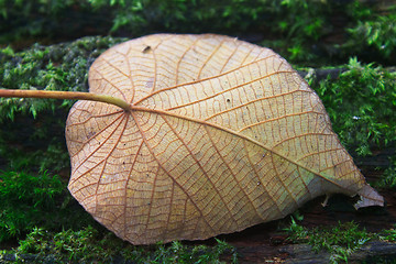 Image showing  autumn leaf on log in forest