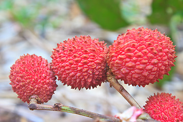 Image showing wild fruit from forest, wild lychee