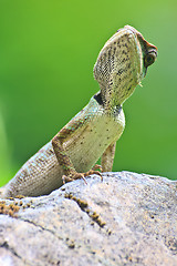 Image showing Green crested lizard