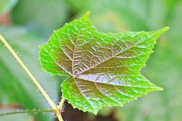 Image showing Texture of a green leaf as background 