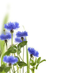 Image showing Blue cornflowers and green meadow grass.