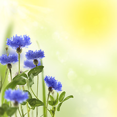 Image showing Collage with blue cornflowers.