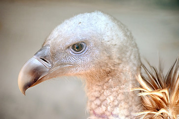 Image showing Portrait of a child bald eagle