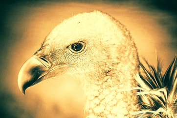 Image showing Portrait of a child bald eagle