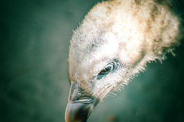 Image showing Portrait of a child bald eagle