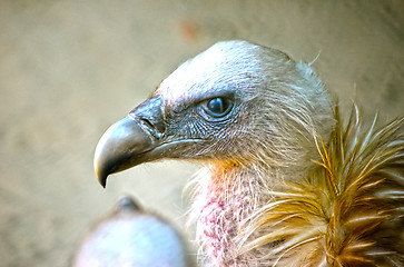 Image showing Portrait of a child bald eagle