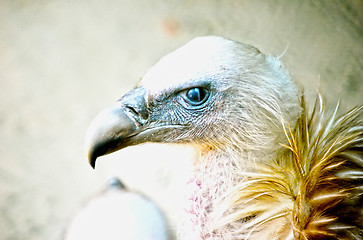 Image showing Portrait of a child bald eagle