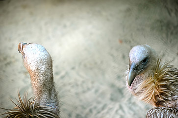 Image showing Portrait of a child bald eagle