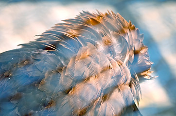 Image showing Portrait of an American Bald Eagle