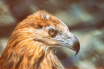 Image showing Portrait of an American Bald Eagle