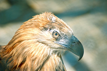 Image showing Portrait of an American Bald Eagle