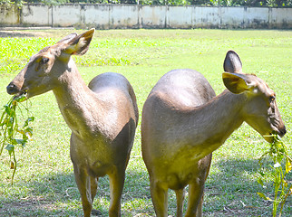 Image showing Close up portrait of deer In The Meadow