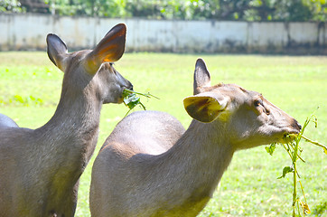 Image showing Close up portrait of deer In The Meadow