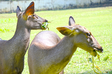 Image showing Close up portrait of deer In The Meadow