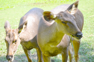 Image showing Close up portrait of deer In The Meadow