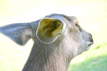 Image showing Close up portrait of deer In The Meadow