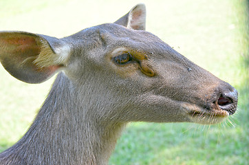 Image showing Close up portrait of deer In The Meadow