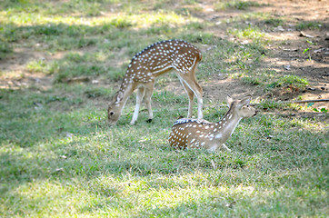 Image showing Close up portrait of deer In The Meadow