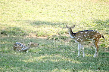 Image showing Close up portrait of deer In The Meadow