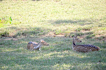 Image showing Close up portrait of deer In The Meadow