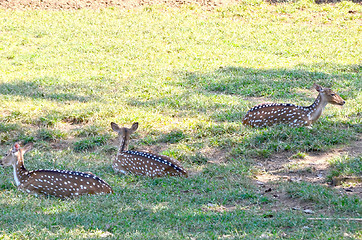 Image showing Close up portrait of deer In The Meadow