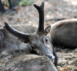 Image showing Deer antlers