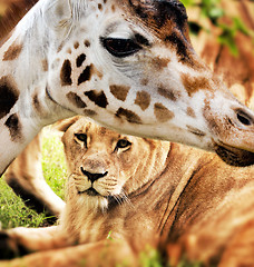 Image showing Giraffe and lion