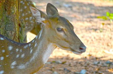 Image showing Close up portrait of deer In The Meadow