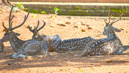 Image showing Close up portrait of deer In The Meadow