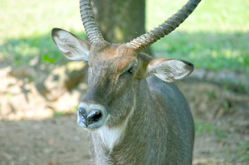 Image showing Close up portrait of deer In The Meadow