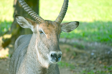 Image showing Close up portrait of deer In The Meadow