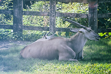 Image showing Close up portrait of deer In The Meadow