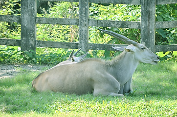 Image showing Close up portrait of deer In The Meadow