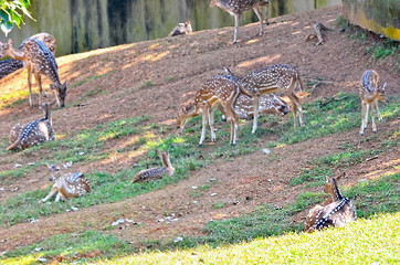 Image showing Close up portrait of deer In The Meadow