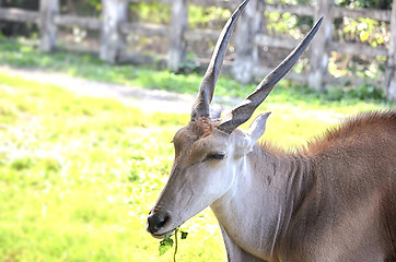 Image showing Close up portrait of deer In The Meadow