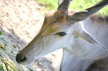 Image showing Close up portrait of deer In The Meadow