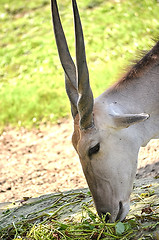 Image showing Close up portrait of deer In The Meadow
