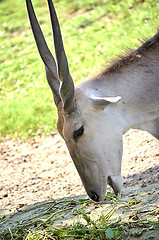 Image showing Close up portrait of deer In The Meadow