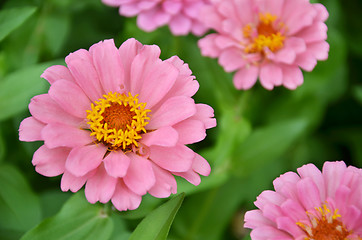 Image showing Pink chrysanthemum flowers 