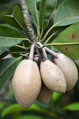 Image showing Chiku fruits on the tree