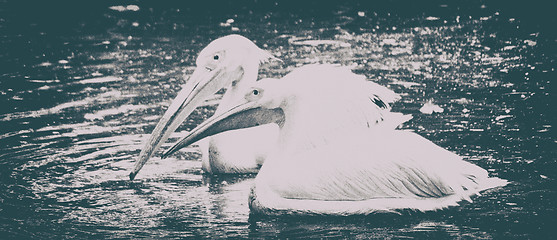 Image showing Photo of beautiful white swan in the lake