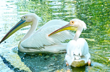 Image showing Photo of beautiful white swan in the lake