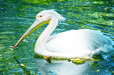 Image showing Photo of beautiful white swan in the lake