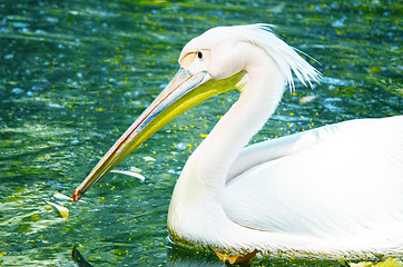 Image showing Photo of beautiful white swan in the lake